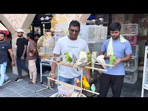 Beautiful Birds in Qatar | Relaxing Nature Sounds & Wildlife Vlog