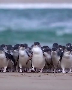 Tripadvisor on Instagram: "Yes, that’s a penguin parade. Every night, hundreds of wild fairy penguins waddle back to their nests on Phillip Island in Australia after a long day of hunting. Travelers recommend getting to Summerland Beach early to get a good seat. “I still smile thinking of those little birds.” Click the link in our bio for more info."