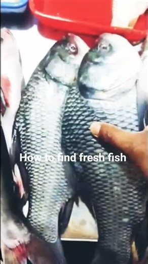 fresh fish #shorts#shortsfish#shortsvideo