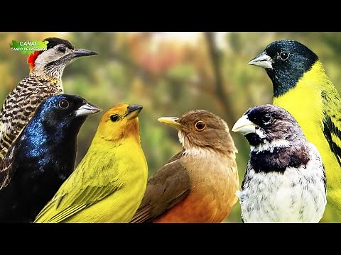 10 CANTOS DE LINDOS PÁSSAROS NA NATUREZA !