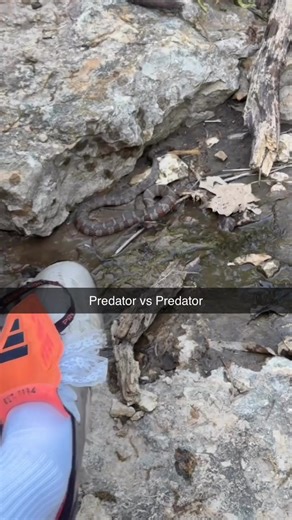 Snake Encounters in the US: A College Student's Story