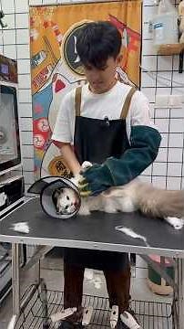 Unleashing the Beauty Within: Grooming Aggressive Cats Like a Pro