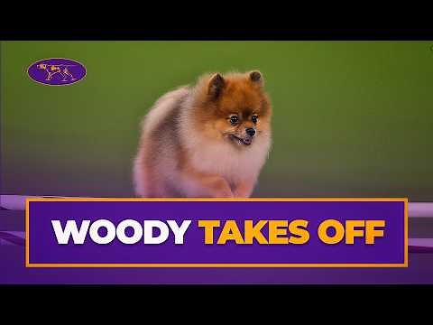 Woody-Wolf Shows Agility Skills | Westminster Dog Show