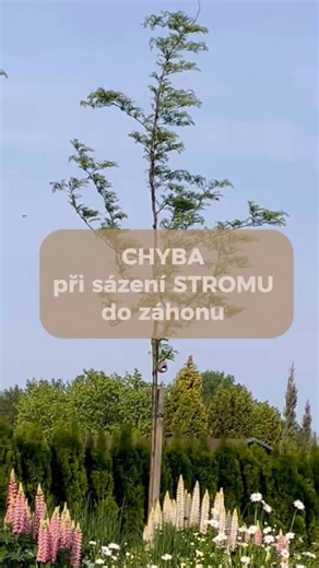 Reny | zahradní návrhy on Instagram: "👇🏼 CHYBA Automaticky totiž sáhnou po trvalkách do stínu. 🌳 Jenže mladý strom začne vytvářet skutečný stín až za 10–15 let. 🌳 Do té doby je záhon většinou pořád na plném slunci. ☀️ Proto záhon navrhujeme podle světelných podmínek, které tam jsou dnes. ☀️ Pokud je místo slunné, volíme slunomilné trvalky – ne ty do budoucího stínu. 🌸 A ještě jeden důležitý důvod: životnost trvalek je zhruba 5, 7 nebo 10 let. Než strom začne stínit, záhon stejně 1–2× přiroz