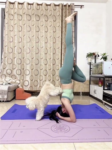 Adorable Dogs Show Off Their Yoga Skills