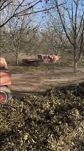 Flory 34 Series Sweepers making huge windrows in pecans #flory #goflory #pecan #sweepers