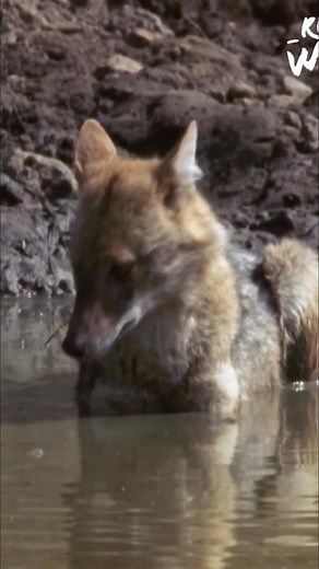 11K views · 205 reactions | Explore the captivating world of wildlife! From deer and cranes to playful otters, monkeys, jackals, and majestic tigers, witness unique behaviors and incredible survival strategies across various habitats. #Wildlife #Nature #Animals #Survival #Behavior #Ecology | Real Wild | Facebook