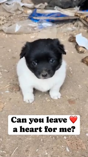 ❤️❤️ | Oh Lovely Dog