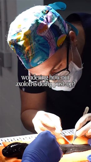 3.9K views · 107 reactions | Our veterinary team recently performed surgery to remove a mass from one of our axolotls.  We’re happy to share the patient is doing well! Preventative care is a vital part of keeping all the animals healthy. Visit our axolotls at MORPH’D presented by PAR® to learn more about these fascinating amphibians! 年✨ | The Florida Aquarium | Facebook