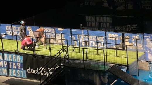 🐾🏁 Class 4 dueling dogs finals run, congrats again to Amanda and Piper! Such an amazing night here in Iowa, “go Delmarva” echoing thru the stands. We’re on to day 4 qualifiers now and the Golden Paw awards tonight, so run fast and jump big today everyone! 💙 #DDWC25 | Delmarva DockDogs