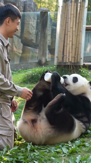 He’s Not a Baby… Or Is He? 😭🍼🐼