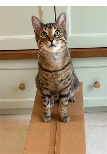 Litter Box Setup Tips for Multiple Cats