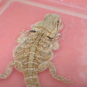 86K views · 237 reactions | Tank the bearded dragon and his owner pay a visit to the Critter Fixer Veterinary Hospital to see if Dr. Hodges can treat the dehydrated reptile. Critter Fixers: Georgia Vets, Tuesdays at 9pm on National Geographic Wild UK. | National Geographic UK | Facebook