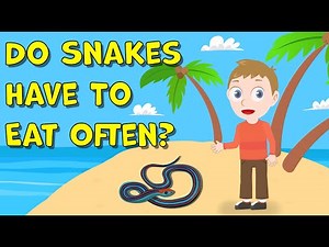 I Wonder Do Snakes Have To Eat Often | Snakes Facts for Kids | Fun Facts about Snakes Diet | Reptile