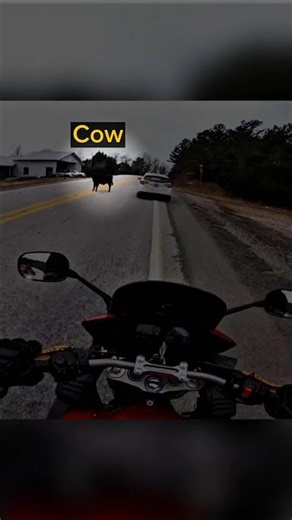 Biker Encounters a Cow In The Middle of The Road