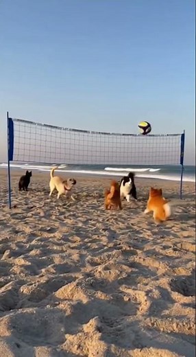 The Cats vs. Dogs game on the beach #cat#dog