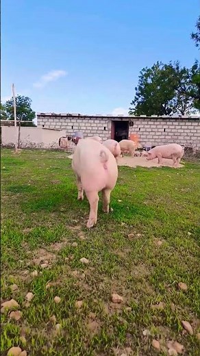 Pure large white breeders...