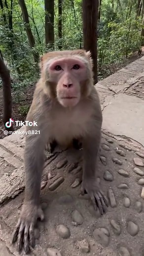 Baby Monkey Climbing Hillside Funny Monkey Video