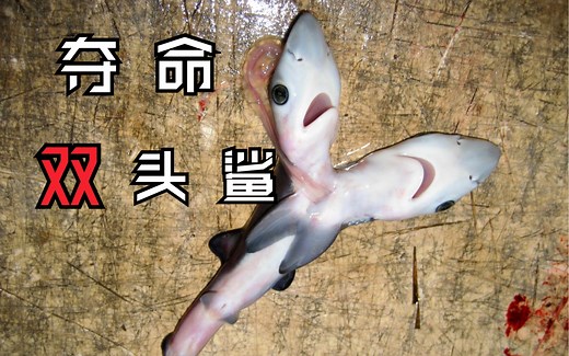 “夺 命 双 头 鲨” 居然真实存在？！
