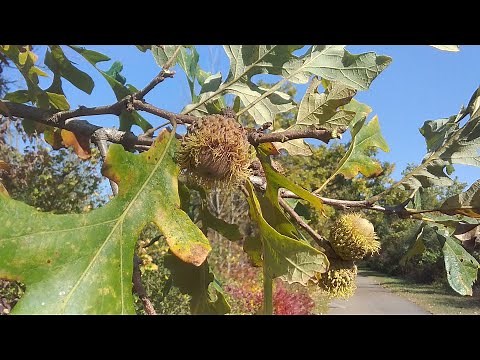 Bur Oak bark, acorns and foliage