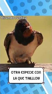 Biología de Taillow en 1 minuto #shorts #pokemon #biologia