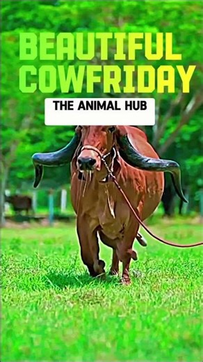 🐄 Beautiful Cow | Calm Nature Vibes | #Shorts #animalshorts #nature #vairalshort #cow #love