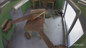 6.9K views · 12 reactions | Edinburgh Zoo on Reels | Facebook