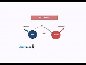 FRET Assays: Understanding Molecular Interactions