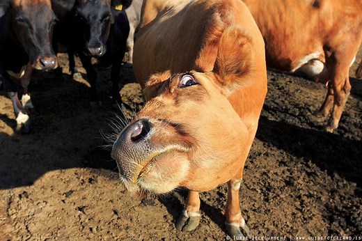 Isländisches Alphabet und Grundlagen der Sprache | Guide to Iceland
