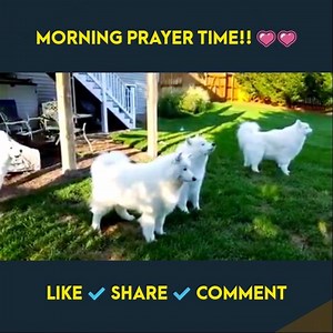 Morning prayer time <3 <3 Like Dog Lovers Club | Dog Lovers Club