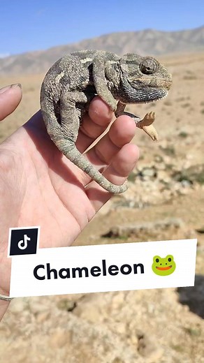 Mediterranean Chameleon 🐸 #herpinglebanon #chameleon #lizards #reptiles #wildlife #animals #fyp