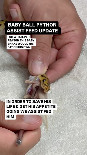 46K views · 546 reactions | BALLS of FURY on Reels | Facebook