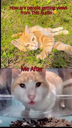 How Does this even work?? #cat #funny #trendingsound