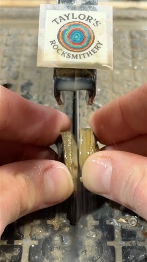 Let’s cut open a corn horal fossil!!