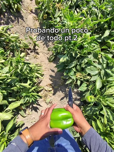 Probando de todo: sandía amarilla, tajín y jugo de zanahoria