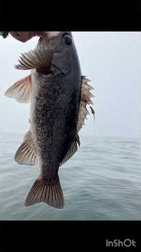 How to catch a rockfish