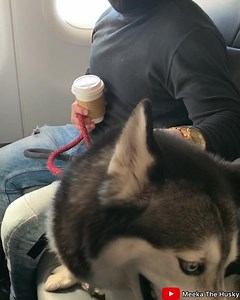 25K views · 661 reactions | THIS is why you don’t take your TALKING HUSKY on a PLANE! 藍✈️ FULL VIDEO HERE! https://youtube.com/c/MeekaTheHusky | Meeka The Husky | Facebook
