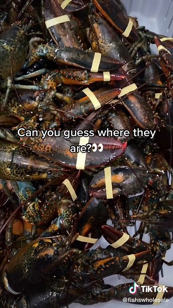 Lobsters have teeth where?!🤯 #lobster #seafood #seafoodlover #fishing #fishtok #fish #funfacts