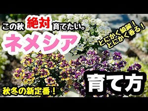 ■超絶香る！【ネメシアの育て方】ビオラに負けないポテンシャル🌱