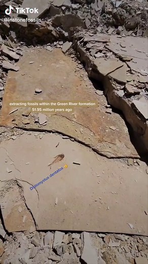 instonefossils on TikTok