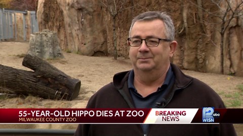 Oldest hippo in U.S. zoos dies at Milwaukee Zoo at age 55