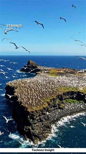 The Forbidden Island Built By Accident!