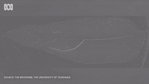 Dieback hits Tasmanian forests after dry summer as researchers investigate impact on trees' future