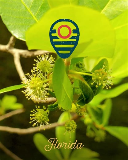 Local Hive Florida features one of the most sought-after honeys in the country: tupelo. With a light, clear taste, its sweetness is tough to beat for every-day uses like coffee, tea, biscuits, and pancakes. | Local Hive Honey