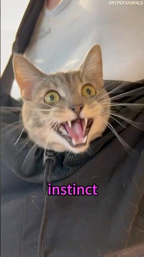Ever Heard Your Cat Do THIS? Here’s Why! #cat #animalfacts #pets