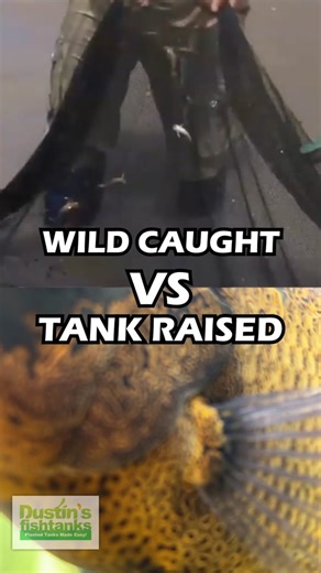 Wild Caught vs Tank Raised Oscars: Color Differences