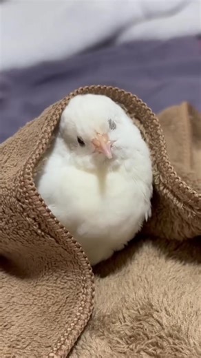 Merry Christmas with Button Quail