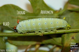 17 reactions | What does it take for a butterfly to go from egg to caterpillar to beautiful, flying insect? Find out in this Digital Learning Science Lesson! This guided lesson takes middle or high school students through the four stages of butterfly metamorphosis and is accompanied by classroom slides and a lesson plan. Learn more and access the lesson plan: social.mbl.edu/digital-learning-lesson-butterfly-metamorphosis | Marine Biological Laboratory | Facebook