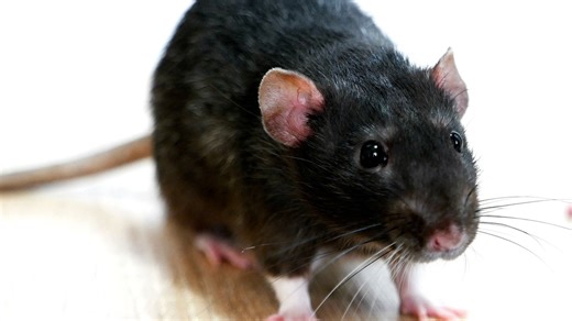Rodents need homes too! These are the five most rat-infested cities in the U.S. | USA TODAY