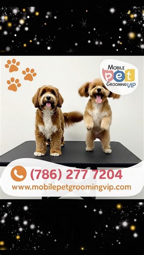Mobile Pet Grooming VIP on Instagram: "Impeccable grooming. Gentle handling. Exceptional results ✨ Your pet leaves clean, comfortable, and confident. #MobilePetGroomingVIP #EliteGrooming #PetCareExperts #DogGroomingNearMe #VIPPets"